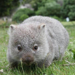 Meet your Posher, Logan